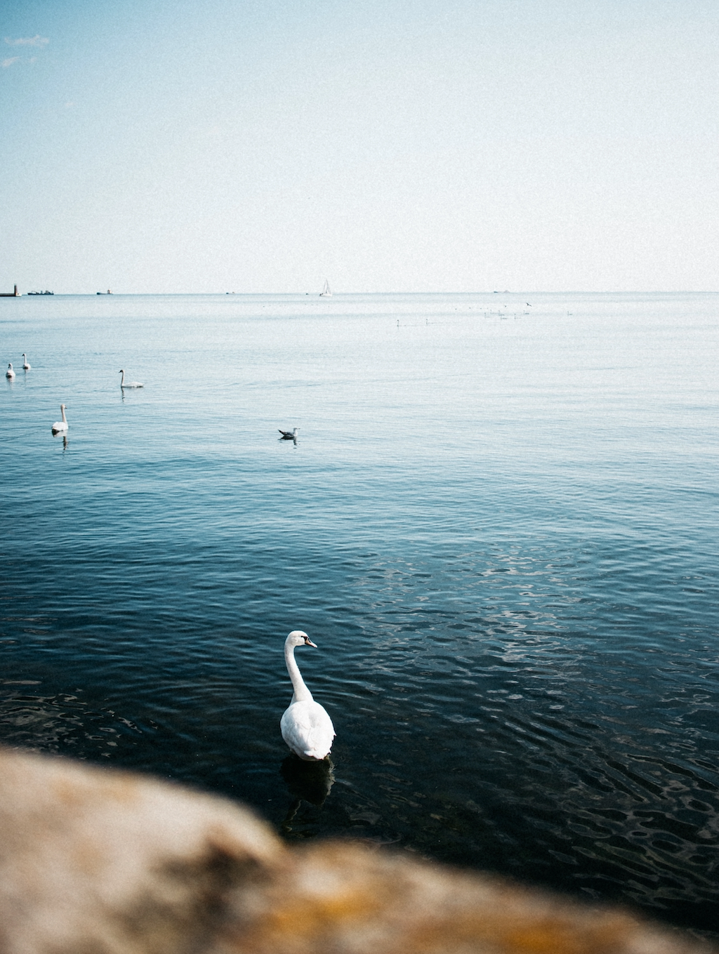 A swan on a calm sea