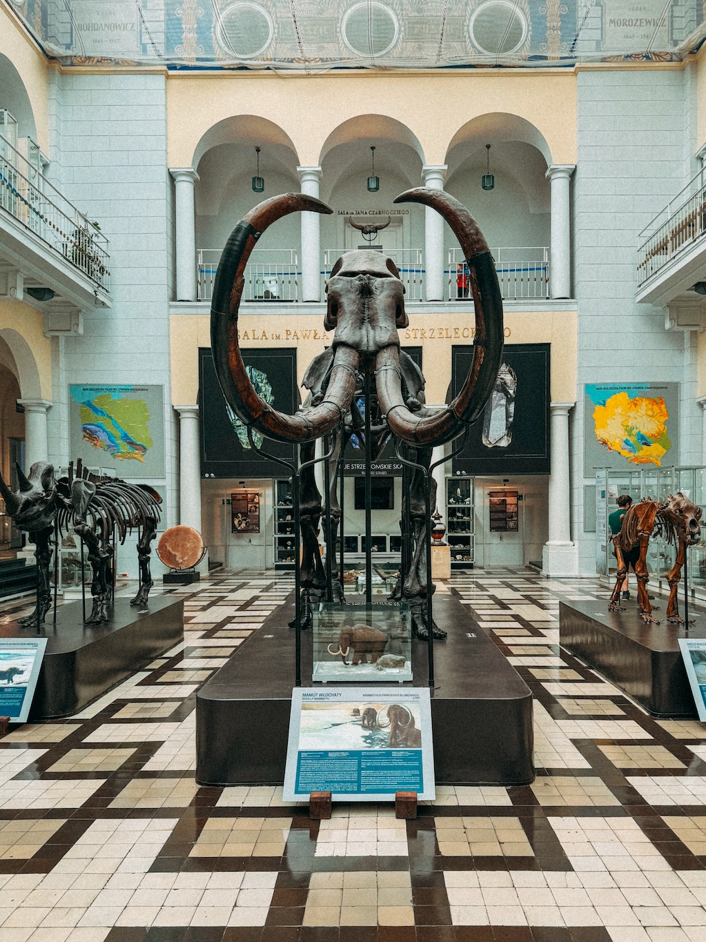 A mammoth skeleton in a museum